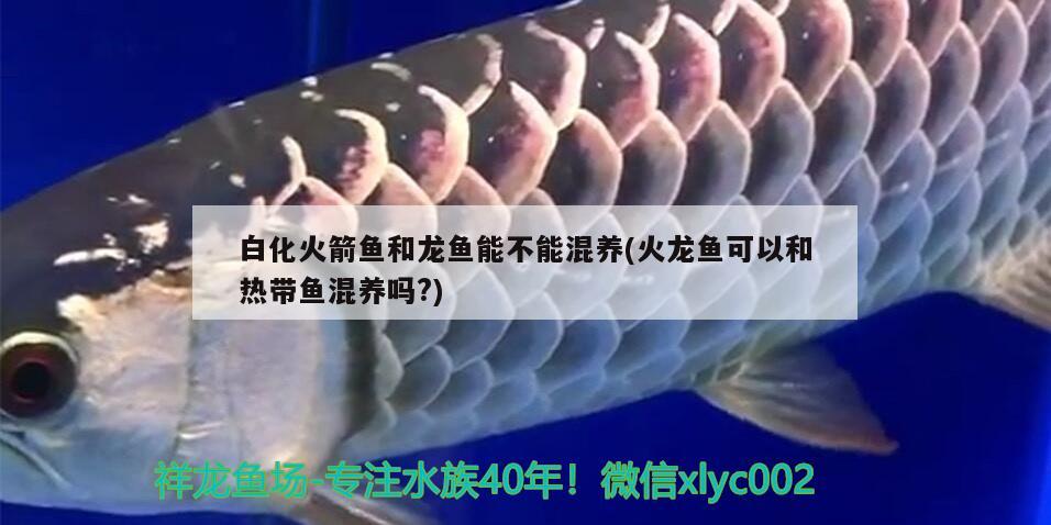 白化火箭鱼和龙鱼能不能混养(火龙鱼可以和热带鱼混养吗?)