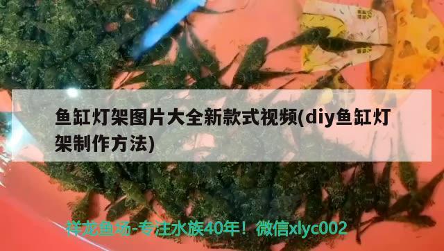 鱼缸放什么水草好打理一点呢（鱼缸放什么水草好养） 其他品牌鱼缸