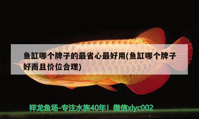 斑马鱼多大可以和大鱼混养？，斑马鱼和大鱼合缸的养殖需要注意什么，斑马鱼和大鱼混养需要注意