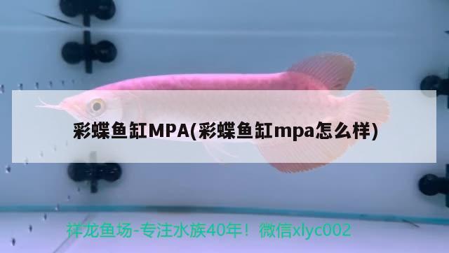 彩蝶鱼缸MPA(彩蝶鱼缸mpa怎么样) 银龙鱼苗