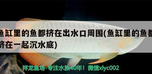 鱼缸里的鱼都挤在出水口周围(鱼缸里的鱼都挤在一起沉水底) 祥龙水族滤材/器材