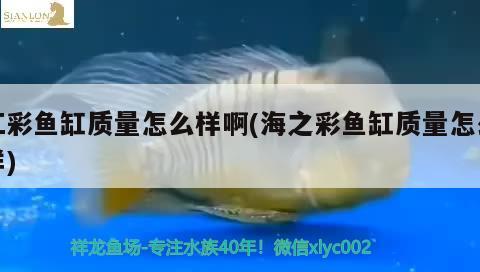 江彩鱼缸质量怎么样啊(海之彩鱼缸质量怎么样)