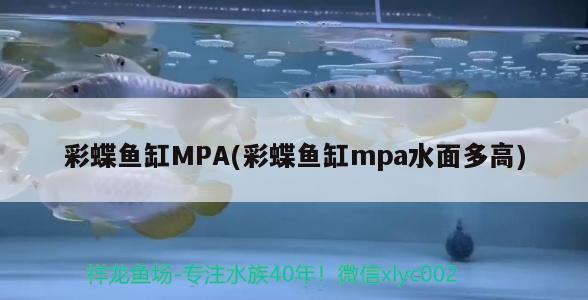 彩蝶鱼缸MPA(彩蝶鱼缸mpa水面多高) 朱巴利鱼苗