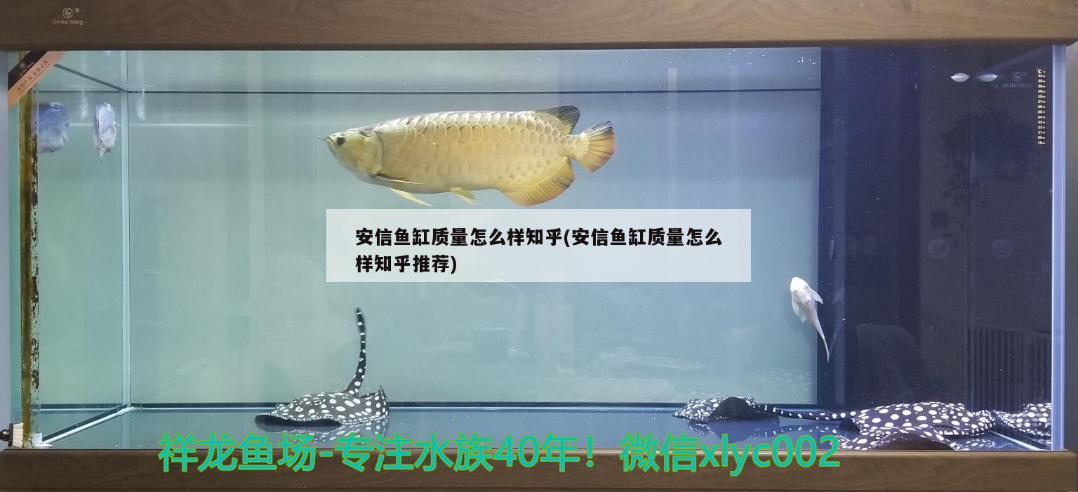安信鱼缸质量怎么样知乎(安信鱼缸质量怎么样知乎推荐) 大正锦鲤鱼