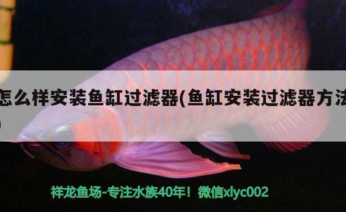 鱼缸清理鱼种有哪些好：鱼缸清理鱼种有哪些好处和坏处 广州水族批发市场 第3张