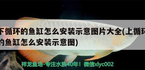 下循环的鱼缸怎么安装示意图片大全(上循环的鱼缸怎么安装示意图)