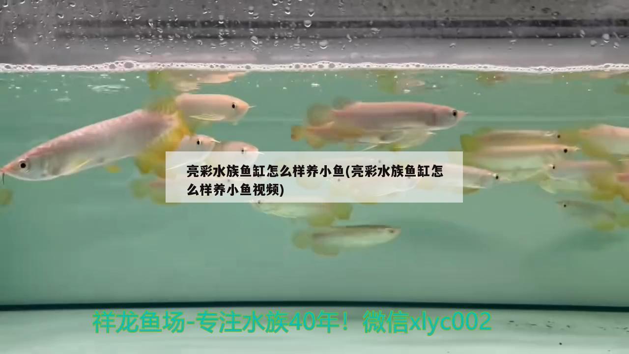 亮彩水族鱼缸怎么样养小鱼(亮彩水族鱼缸怎么样养小鱼视频) 粗线银版鱼