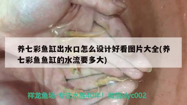 养七彩鱼缸出水口怎么设计好看图片大全(养七彩鱼鱼缸的水流要多大)