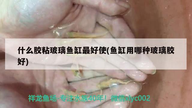 什么胶粘玻璃鱼缸最好使(鱼缸用哪种玻璃胶好) 水草