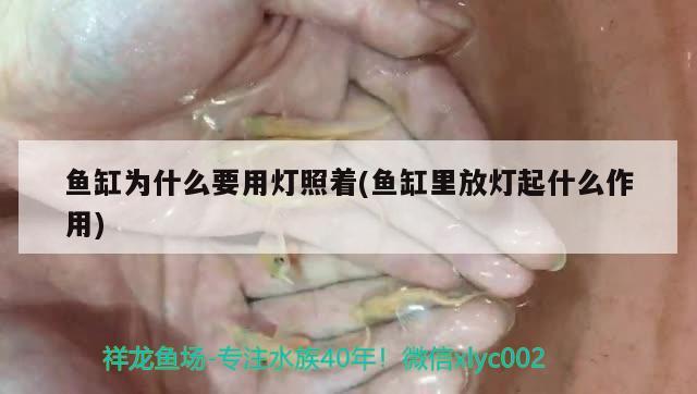 鱼缸为什么要用灯照着(鱼缸里放灯起什么作用) 魟鱼百科