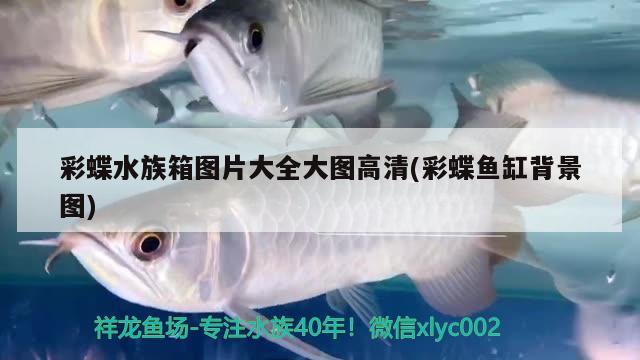 彩蝶水族箱图片大全大图高清(彩蝶鱼缸背景图)