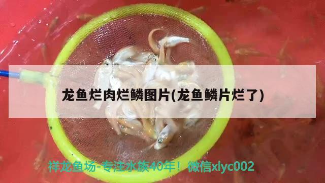 龙鱼烂肉烂鳞图片(龙鱼鳞片烂了)