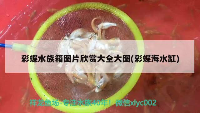 彩蝶水族箱图片欣赏大全大图(彩蝶海水缸) 鱼缸/水族箱