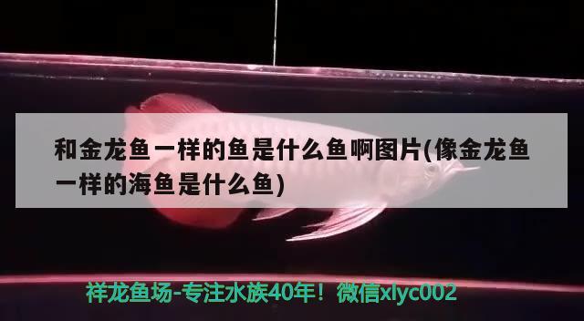 鱼缸安装视频的过程(大型鱼缸安装教程视频) 一眉道人鱼苗