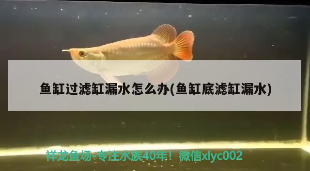 鱼缸过滤缸漏水怎么办(鱼缸底滤缸漏水) 广州水族批发市场