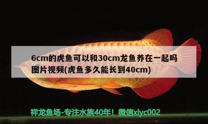 6cm的虎鱼可以和30cm龙鱼养在一起吗图片视频(虎鱼多久能长到40cm) 虎鱼百科