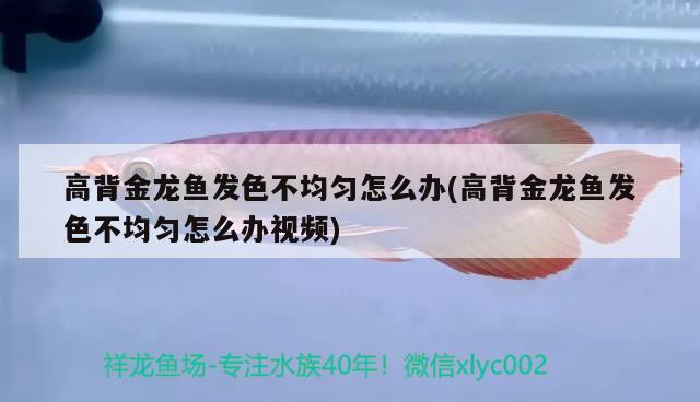 高背金龙鱼发色不均匀怎么办(高背金龙鱼发色不均匀怎么办视频)