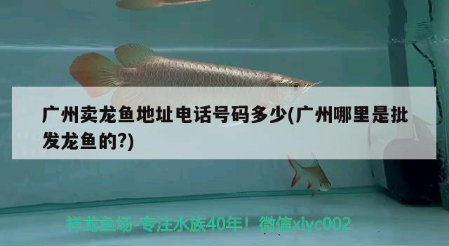 广州卖龙鱼地址电话号码多少(广州哪里是批发龙鱼的?) 青龙鱼 第2张