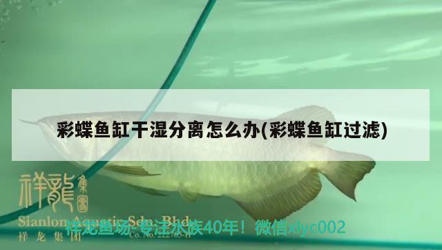 彩蝶鱼缸干湿分离怎么办(彩蝶鱼缸过滤) 充氧泵