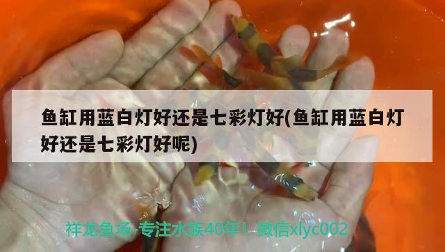 龙鱼价格:龙鱼价格多少钱一只 印尼三纹虎 第2张