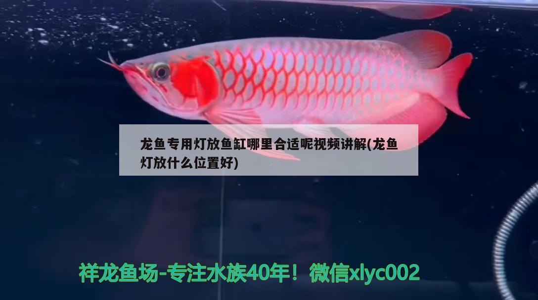 龙鱼专用灯放鱼缸哪里合适呢视频讲解(龙鱼灯放什么位置好) 名贵锦鲤鱼