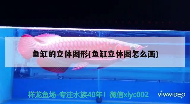 鱼缸的立体图形(鱼缸立体图怎么画) 观赏鱼水族批发市场