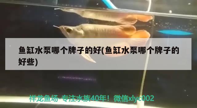 印尼米特拉红龙（印尼血红龙） 养鱼知识 第2张