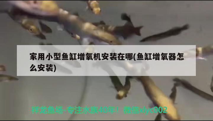 家用小型鱼缸增氧机安装在哪(鱼缸增氧器怎么安装) 红魔王银版鱼