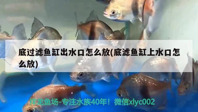 鱼缸用了黄粉可以喂食吗? 鱼缸用黄粉后几天才可以喂食 养鱼的好处 第2张