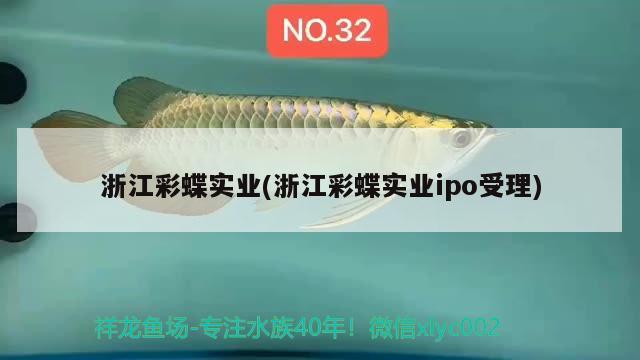 浙江彩蝶实业(浙江彩蝶实业ipo受理) 鹦鹉鱼