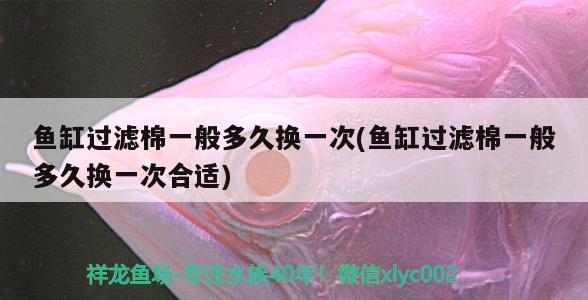 鱼缸过滤棉一般多久换一次(鱼缸过滤棉一般多久换一次合适) 奈及利亚红圆点狗头