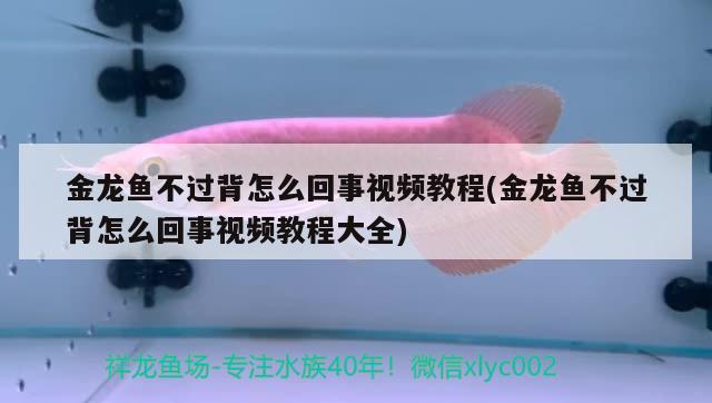 金龙鱼不过背怎么回事视频教程(金龙鱼不过背怎么回事视频教程大全)