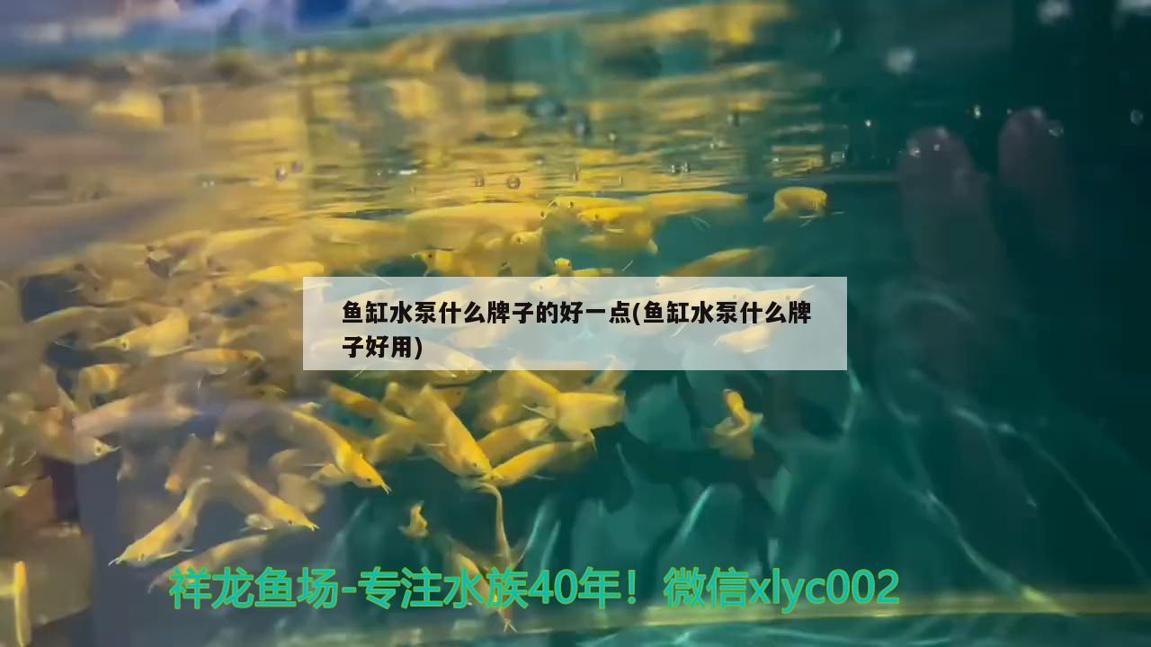 鱼缸水泵什么牌子的好一点(鱼缸水泵什么牌子好用) 鱼缸水泵