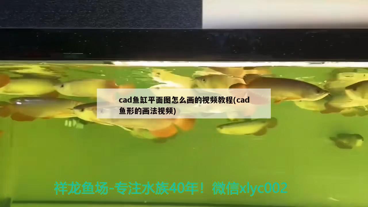 黄骨鱼吃什么饲料：黄骨鱼吃什么饲料最好 观赏鱼 第1张