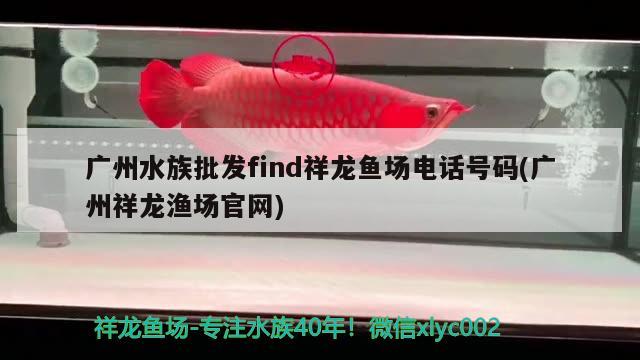 广州水族批发find祥龙鱼场电话号码(广州祥龙渔场官网)