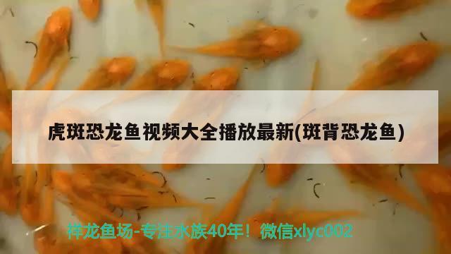 虎斑恐龙鱼视频大全播放最新(斑背恐龙鱼) 虎斑恐龙鱼