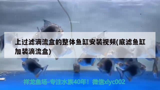 包含鱼缸纳米砖怎么用的视频的词条 观赏鱼百科 第5张