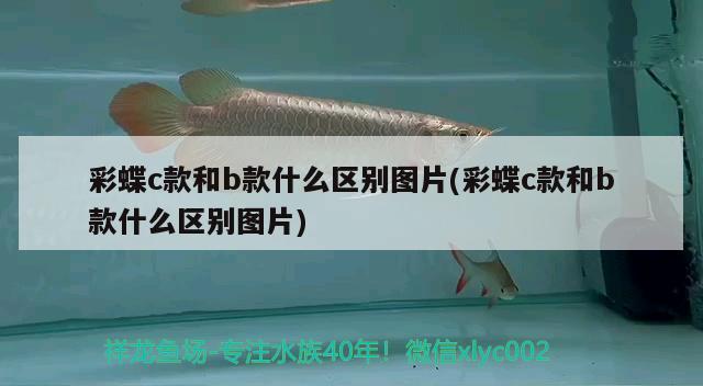 转让鱼缸怎么写协议合同（买回黄骨鱼在家怎样养几天） 水族用品 第2张