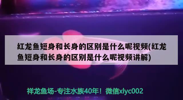 红龙鱼短身和长身的区别是什么呢视频(红龙鱼短身和长身的区别是什么呢视频讲解) 养鱼知识