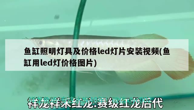 鱼缸照明灯具及价格led灯片安装视频(鱼缸用led灯价格图片) 观赏龟/鳖饲料