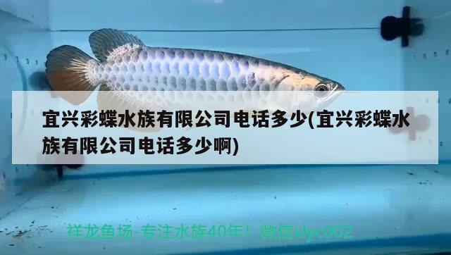 宜兴彩蝶水族有限公司电话多少(宜兴彩蝶水族有限公司电话多少啊) 眼斑鱼