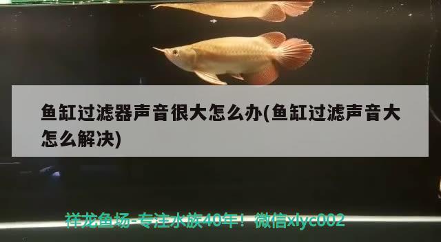 鱼缸增氧泵的位置及除便效果详解鱼缸增氧泵的除便效果详解，详解鱼缸增氧泵的位置及除便效果