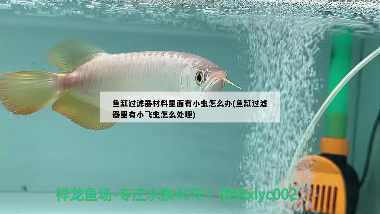 鱼缸过滤器材料里面有小虫怎么办(鱼缸过滤器里有小飞虫怎么处理)