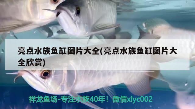 亮点水族鱼缸图片大全(亮点水族鱼缸图片大全欣赏)