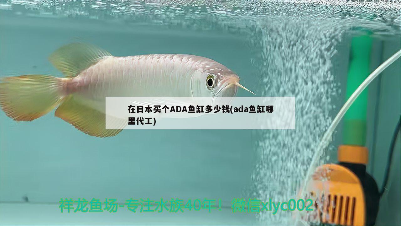 在日本买个ADA鱼缸多少钱(ada鱼缸哪里代工) 圣菲埃及鱼 第2张