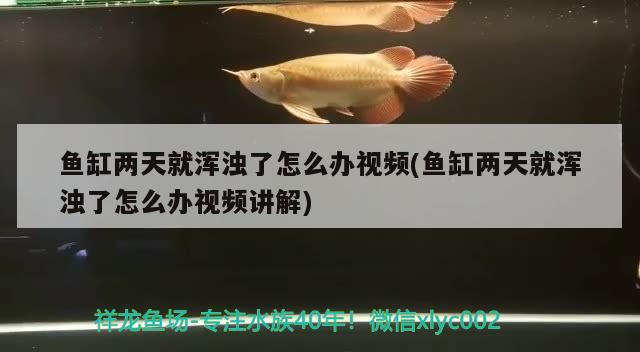 鱼缸两天就浑浊了怎么办视频(鱼缸两天就浑浊了怎么办视频讲解) 虎纹银版鱼