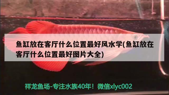 鱼缸放在客厅什么位置最好风水学(鱼缸放在客厅什么位置最好图片大全)