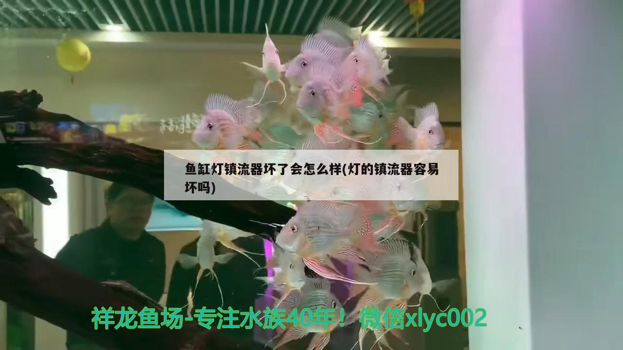 鱼缸灯镇流器坏了会怎么样(灯的镇流器容易坏吗) 超血红龙鱼