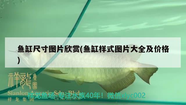 鱼缸尺寸图片欣赏(鱼缸样式图片大全及价格) 短身红龙鱼