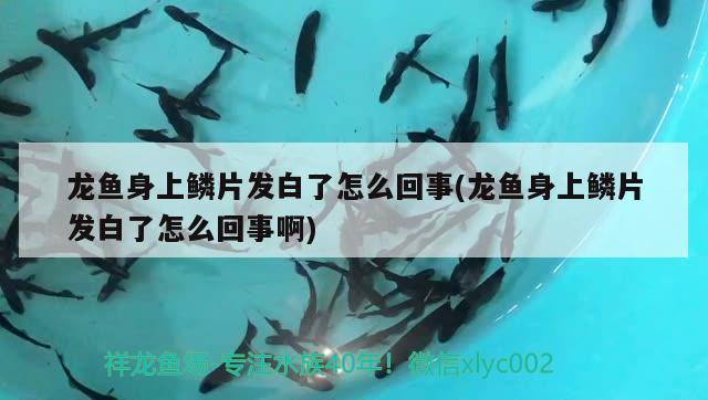 龙鱼身上鳞片发白了怎么回事(龙鱼身上鳞片发白了怎么回事啊)